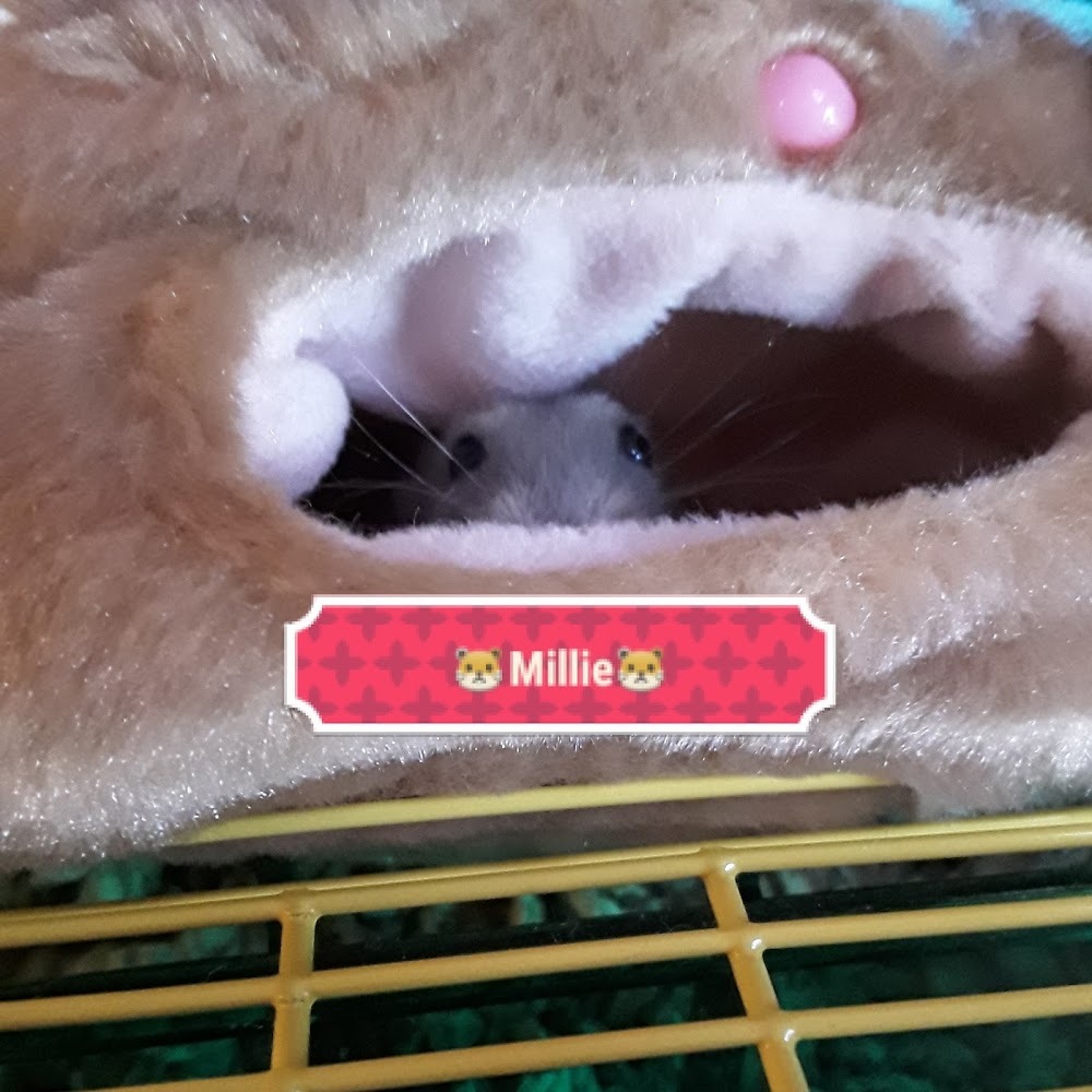 Meet your Posher, Millie_the_